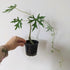 Cissus tuberosa (syn. tiliacea) ADVANCED 10cm pot